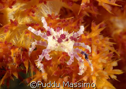 red crab,bunaken park,nikon d2x,60mm macro by Puddu Massimo 